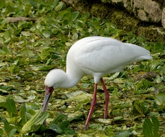 African Spoonbill